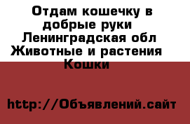 Отдам кошечку в добрые руки - Ленинградская обл. Животные и растения » Кошки   